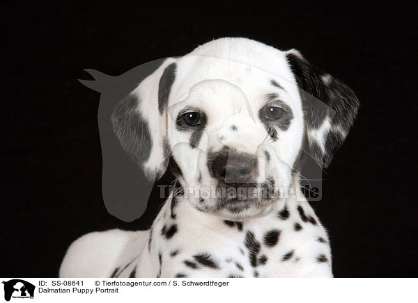 Dalmatiner Welpe Portrait / Dalmatian Puppy Portrait / SS-08641