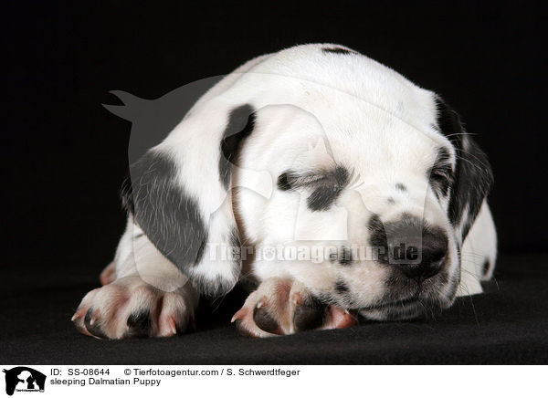 schlafender Dalmatiner Welpe / sleeping Dalmatian Puppy / SS-08644