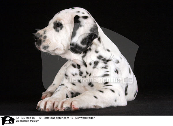 Dalmatiner Welpe / Dalmatian Puppy / SS-08646