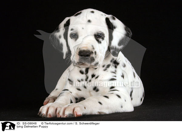 liegender Dalmatiner Welpe / lying Dalmatian Puppy / SS-08648