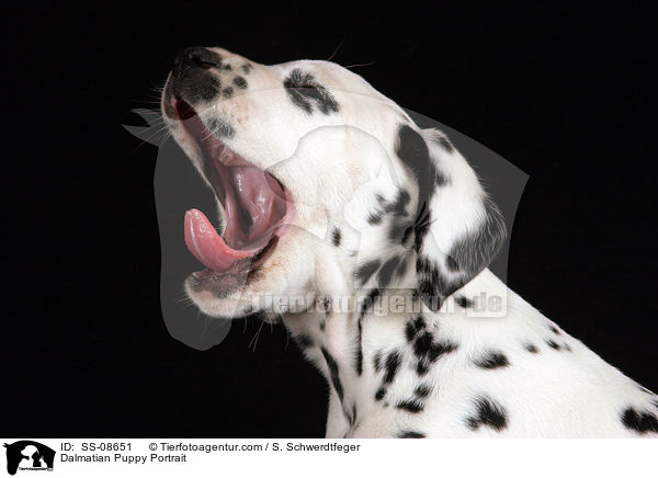 Dalmatiner Welpe Portrait / Dalmatian Puppy Portrait / SS-08651