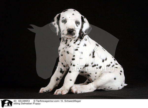 sitzender Dalmatiner Welpe / sitting Dalmatian Puppy / SS-08653