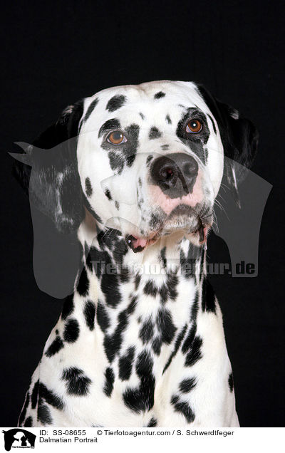 Dalmatiner Portrait / Dalmatian Portrait / SS-08655