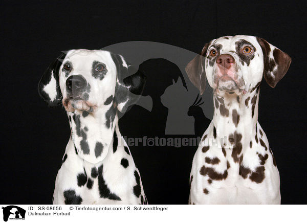 Dalmatiner Portrait / Dalmatian Portrait / SS-08656