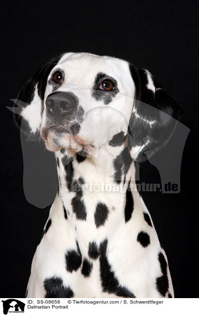 Dalmatiner Portrait / Dalmatian Portrait / SS-08658