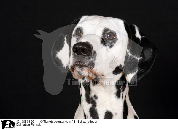 Dalmatiner Portrait / Dalmatian Portrait / SS-08661