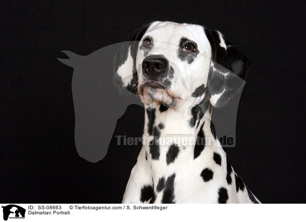 Dalmatiner Portrait / Dalmatian Portrait / SS-08663