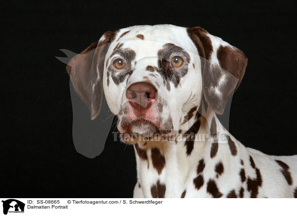 Dalmatiner Portrait / Dalmatian Portrait / SS-08665