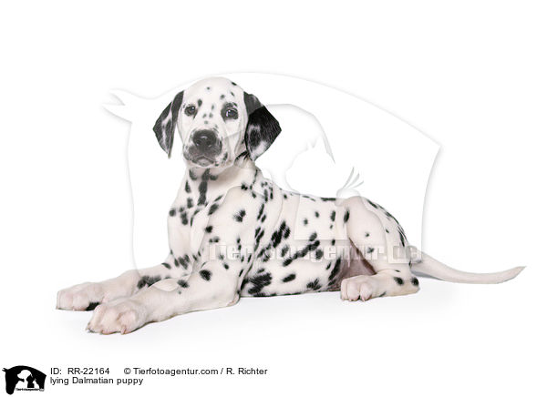 liegender Dalmatiner Welpe / lying Dalmatian puppy / RR-22164