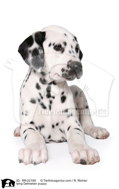 liegender Dalmatiner Welpe / lying Dalmatian puppy / RR-22168