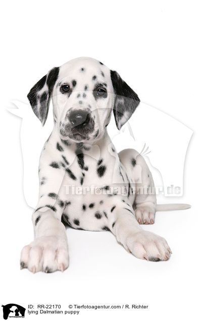 liegender Dalmatiner Welpe / lying Dalmatian puppy / RR-22170