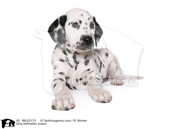 liegender Dalmatiner Welpe / lying Dalmatian puppy / RR-22173