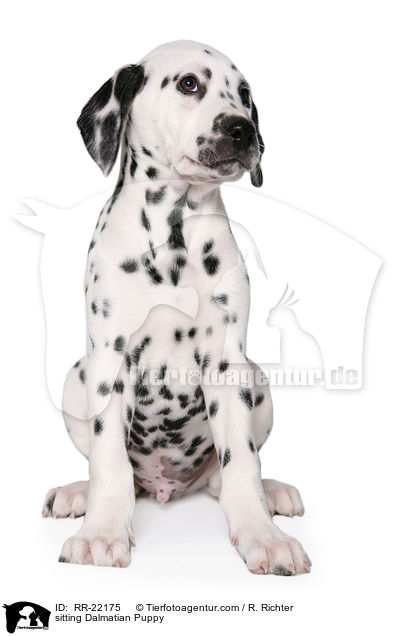 sitzender Dalmatiner Welpe / sitting Dalmatian Puppy / RR-22175