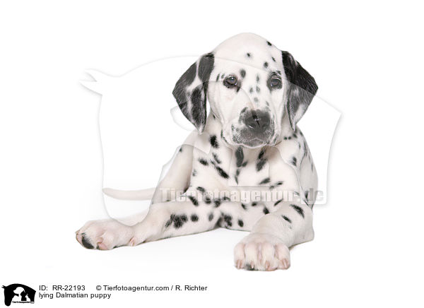 liegender Dalmatiner Welpe / lying Dalmatian puppy / RR-22193
