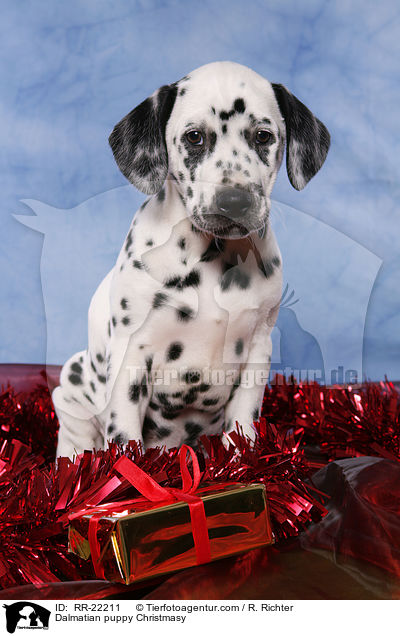 Dalmatiner Welpe weihnachtlich / Dalmatian puppy Christmasy / RR-22211
