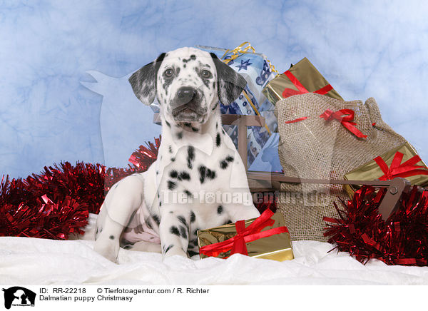 Dalmatiner Welpe weihnachtlich / Dalmatian puppy Christmasy / RR-22218