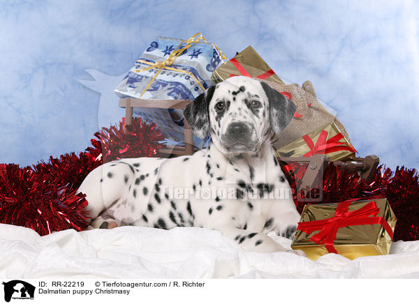 Dalmatiner Welpe weihnachtlich / Dalmatian puppy Christmasy / RR-22219