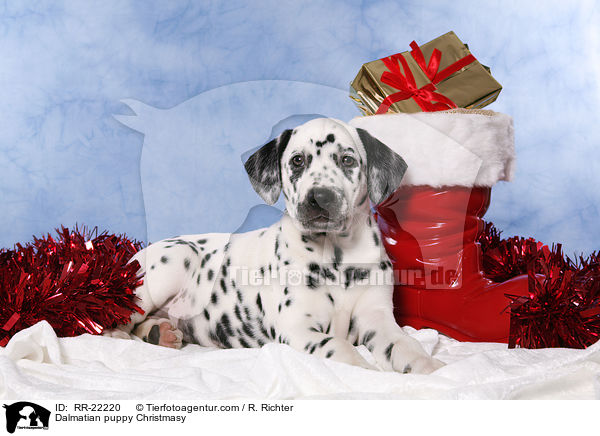 Dalmatiner Welpe weihnachtlich / Dalmatian puppy Christmasy / RR-22220