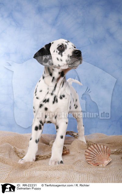 Dalmatiner Welpe / Dalmatian Puppy / RR-22231