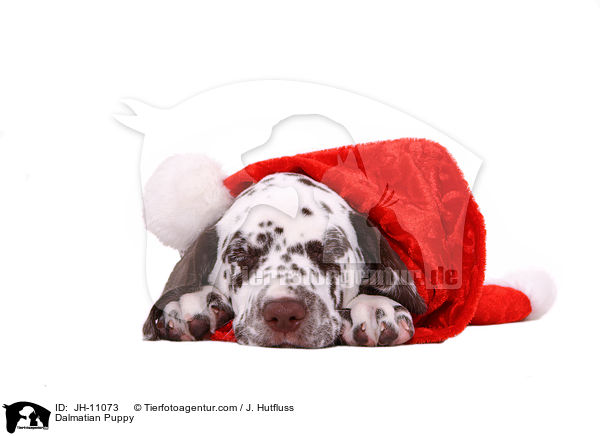 Dalmatiner Welpe / Dalmatian Puppy / JH-11073