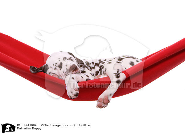 Dalmatiner Welpe / Dalmatian Puppy / JH-11094