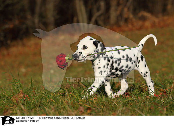 Dalmatiner Welpe / Dalmatian Puppy / JH-17421