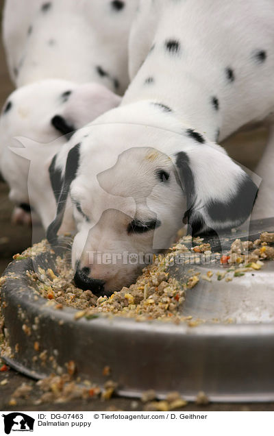 Dalmatiner Welpe / Dalmatian puppy / DG-07463