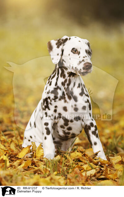 Dalmatiner Welpe / Dalmatian Puppy / RR-91237