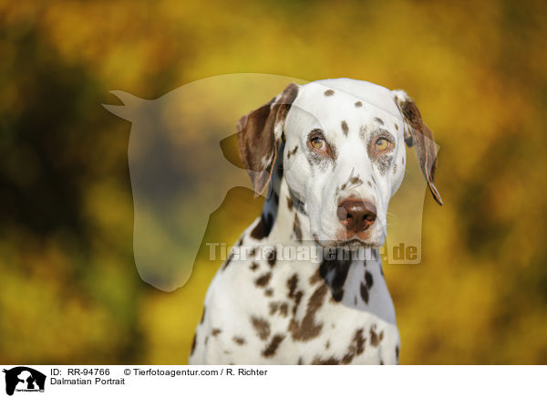 Dalmatiner Portrait / Dalmatian Portrait / RR-94766