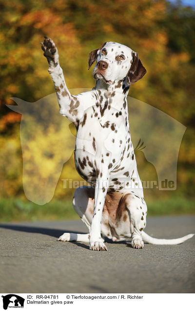 Dalmatiner gibt Pftchen / Dalmatian gives paw / RR-94781