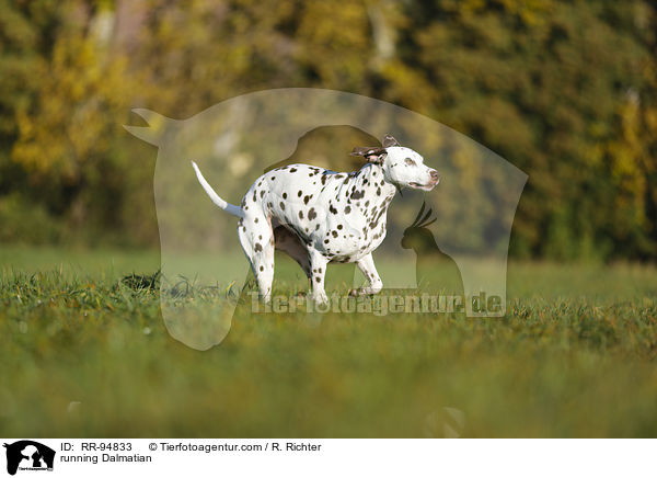 rennender Dalmatiner / running Dalmatian / RR-94833