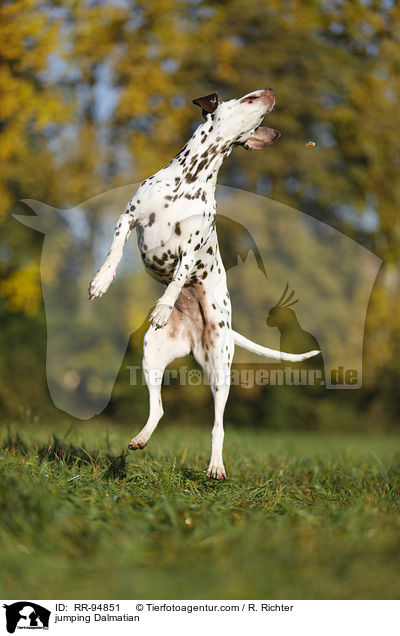springender Dalmatiner / jumping Dalmatian / RR-94851