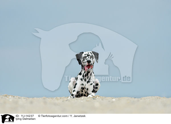 liegender Dalmatiner / lying Dalmatian / YJ-14237