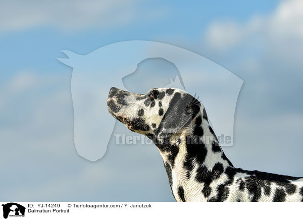 Dalmatiner Portrait / Dalmatian Portrait / YJ-14249