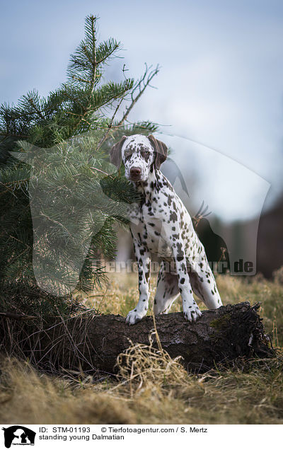 stehender junger Dalmatiner / standing young Dalmatian / STM-01193