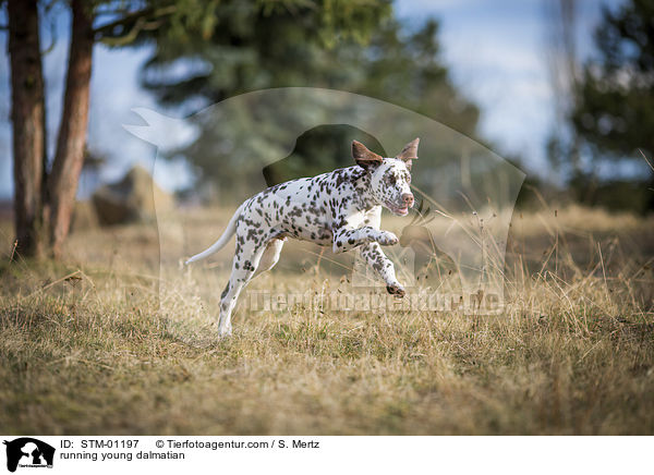 rennender junger Dalmatiner / running young dalmatian / STM-01197