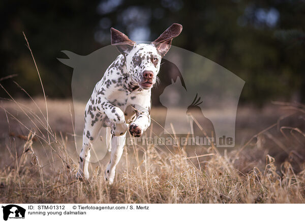 rennender junger Dalmatiner / running young dalmatian / STM-01312