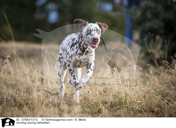 rennender junger Dalmatiner / running young dalmatian / STM-01313