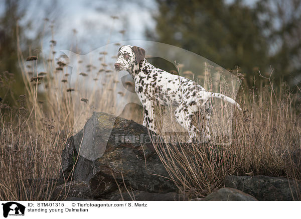 stehender junger Dalmatiner / standing young Dalmatian / STM-01315
