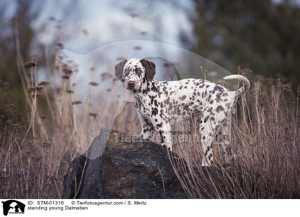 stehender junger Dalmatiner / standing young Dalmatian / STM-01316