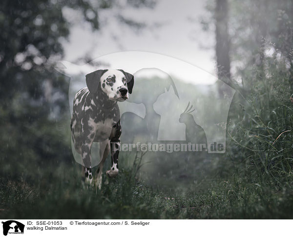 laufender Dalmatiner / walking Dalmatian / SSE-01053