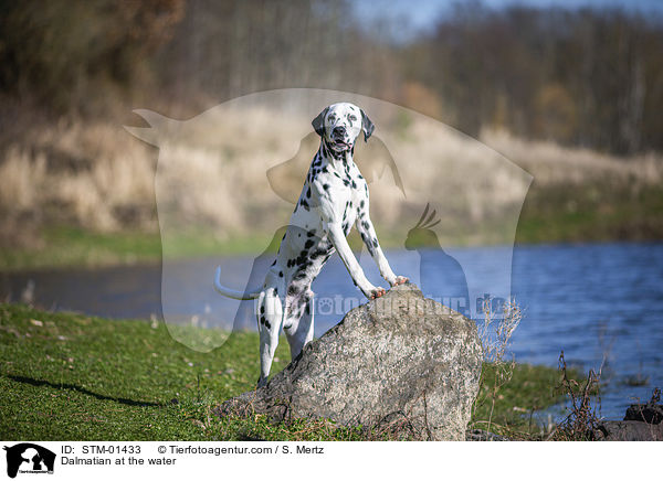 Dalmatiner am Wasser / Dalmatian at the water / STM-01433