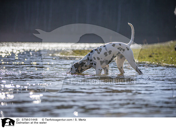 Dalmatiner am Wasser / Dalmatian at the water / STM-01448