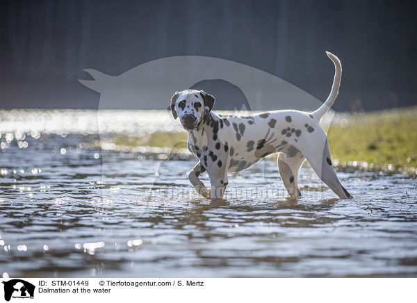 Dalmatiner am Wasser / Dalmatian at the water / STM-01449