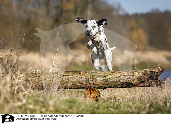 Dalmatiner springt ber Baumstamm / Dalmatian jumps over tree trunk / STM-01500