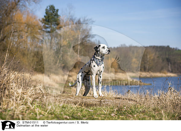 Dalmatiner am Wasser / Dalmatian at the water / STM-01511