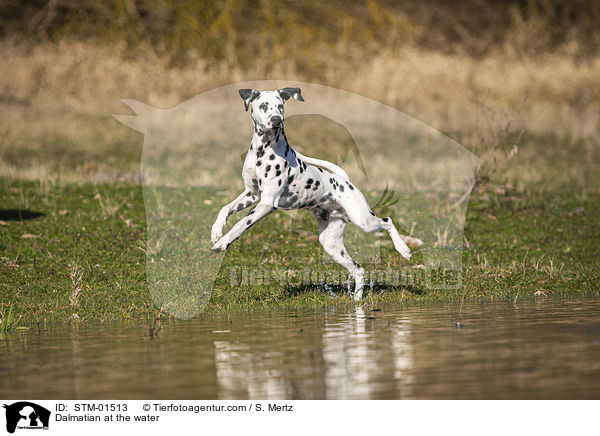 Dalmatiner am Wasser / Dalmatian at the water / STM-01513