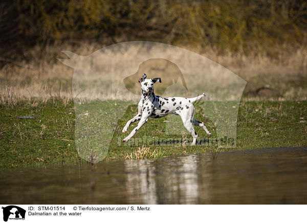 Dalmatiner am Wasser / Dalmatian at the water / STM-01514