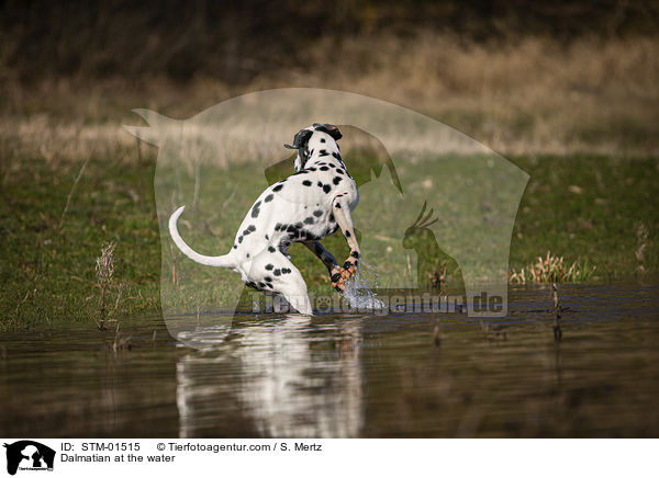 Dalmatiner am Wasser / Dalmatian at the water / STM-01515