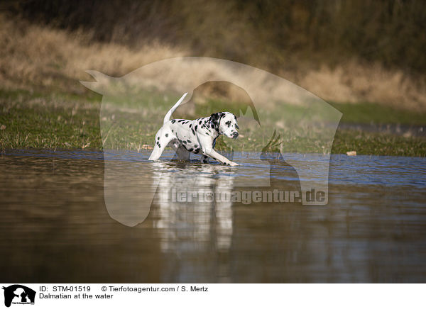 Dalmatiner am Wasser / Dalmatian at the water / STM-01519